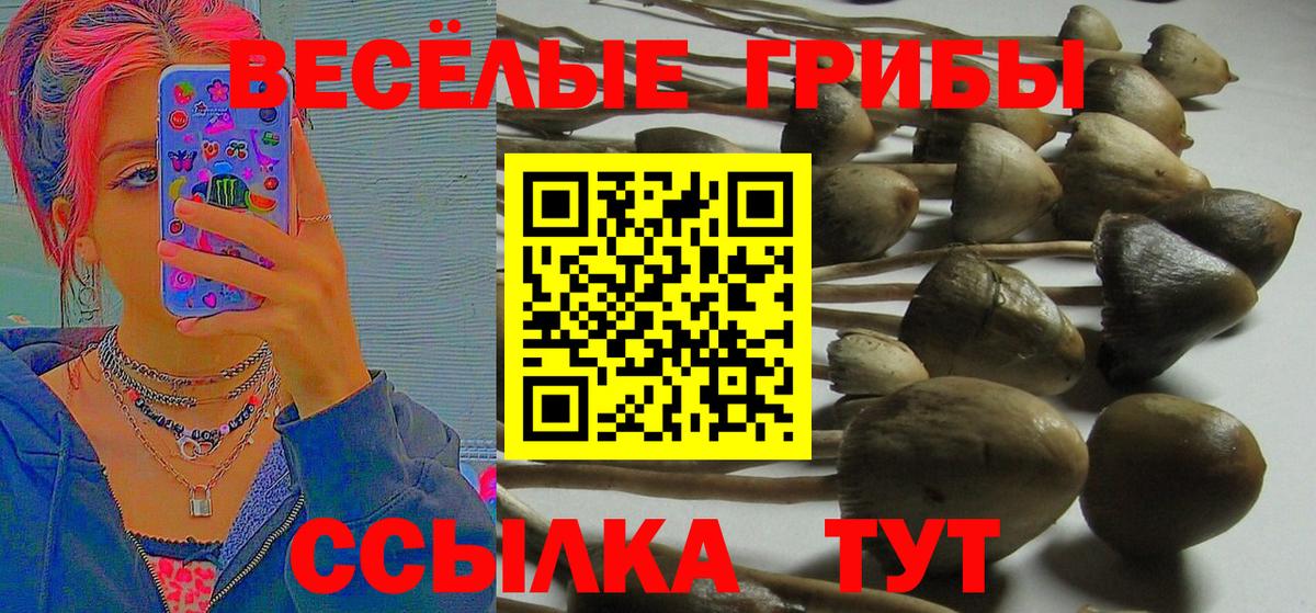 Псилоцибиновые грибы Psilocybine cubensis Новодвинск